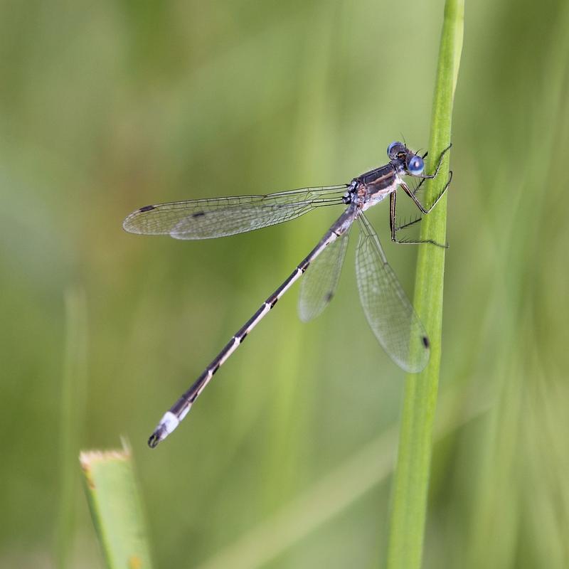 Photo of Southern Spreadwing