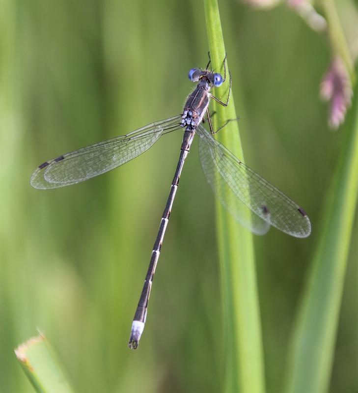 Photo of Southern Spreadwing