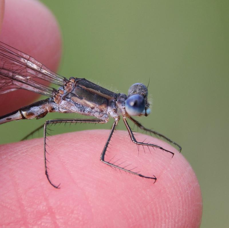 Photo of Southern Spreadwing