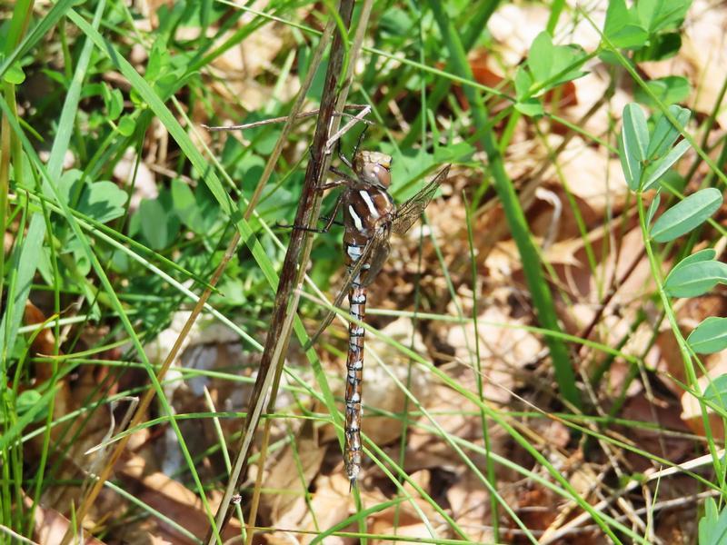 Photo of Springtime Darner