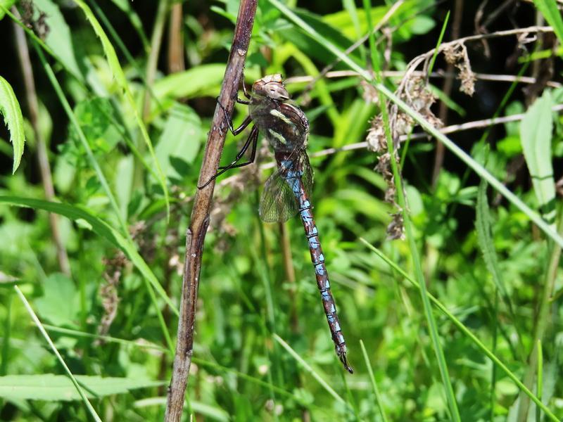 Photo of Springtime Darner