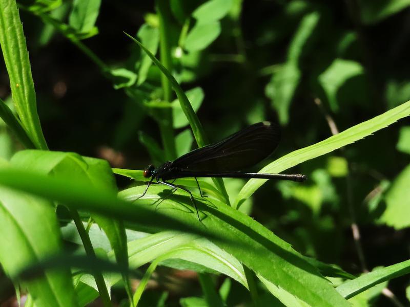 Photo of Ebony Jewelwing