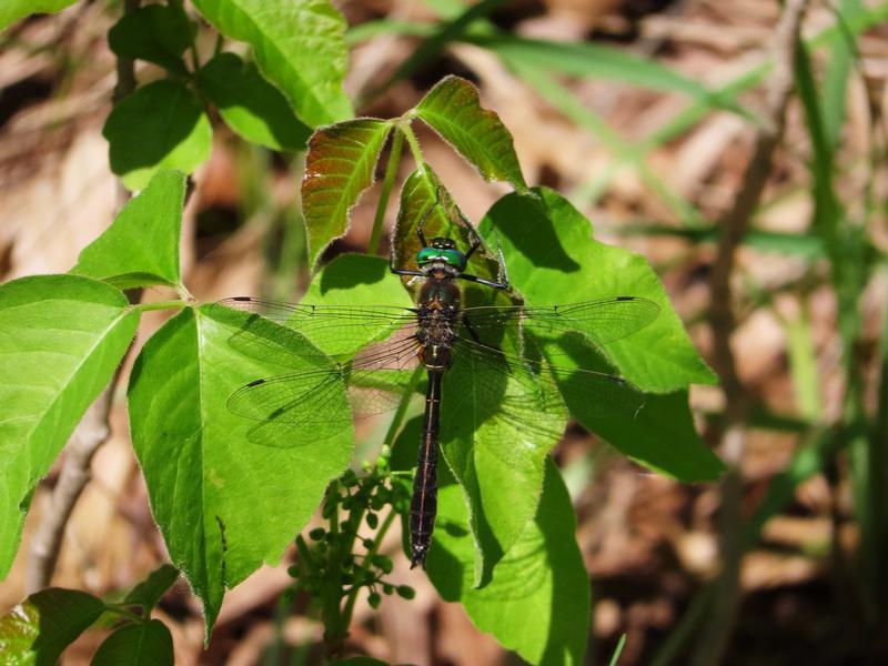 Photo of American Emerald