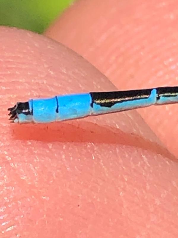 Photo of Marsh Bluet