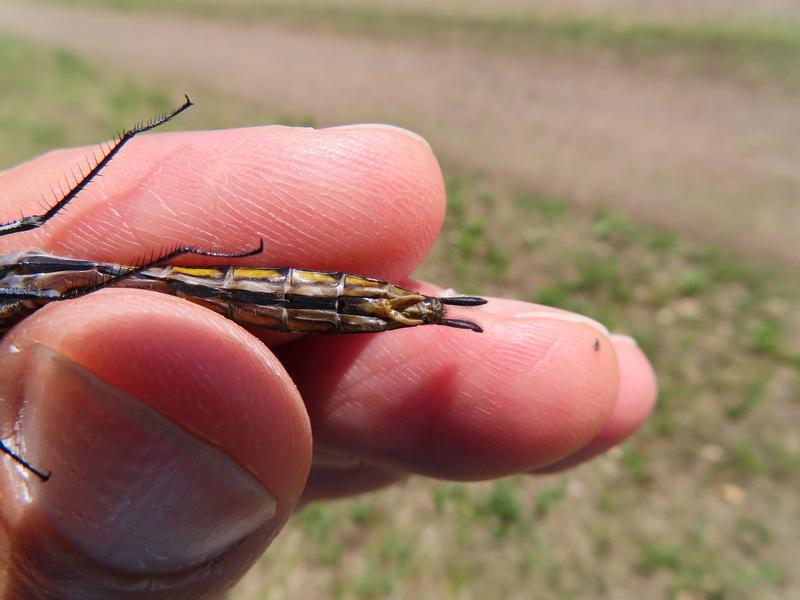 Photo of Spiny Baskettail