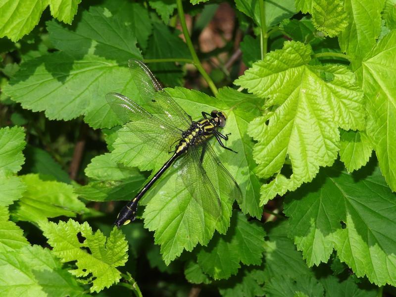 Photo of Cobra Clubtail