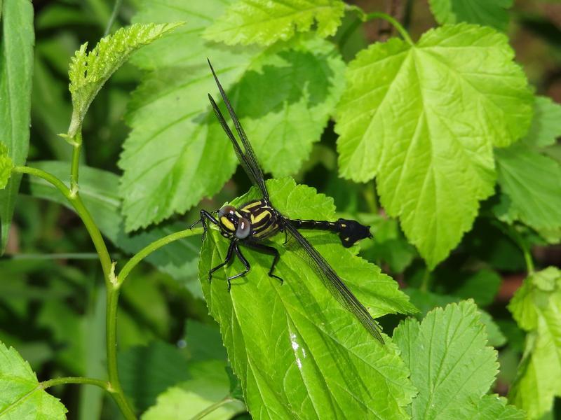 Photo of Cobra Clubtail