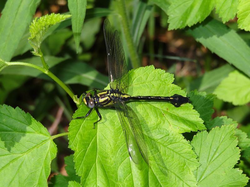 Photo of Cobra Clubtail