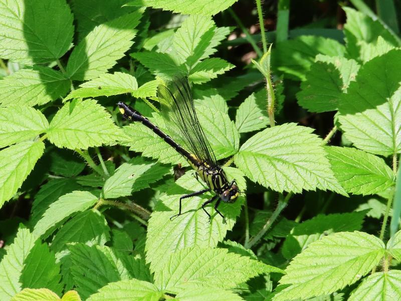 Photo of Cobra Clubtail