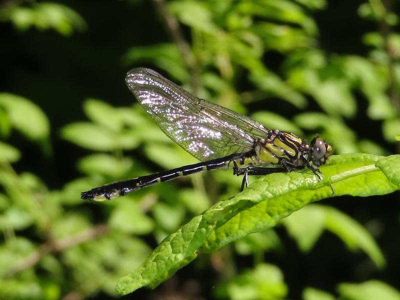 Photo of Midland Clubtail