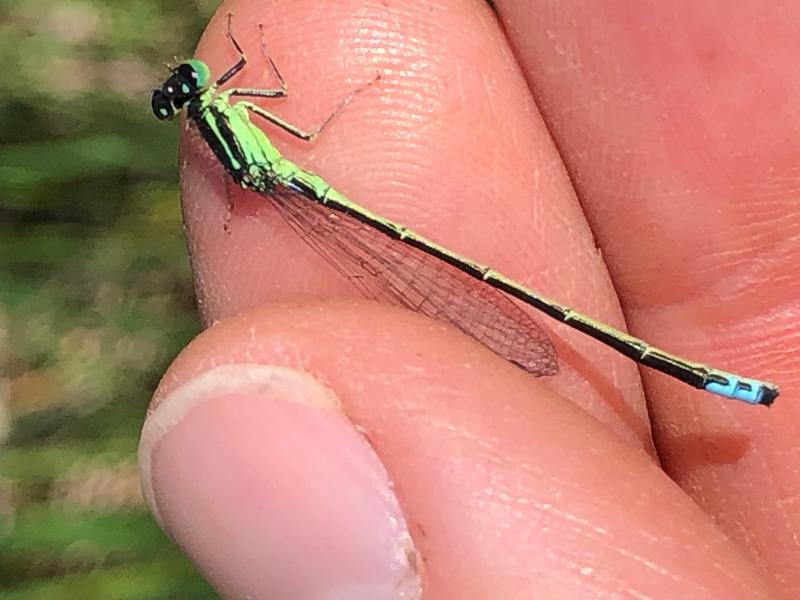 Photo of Eastern Forktail