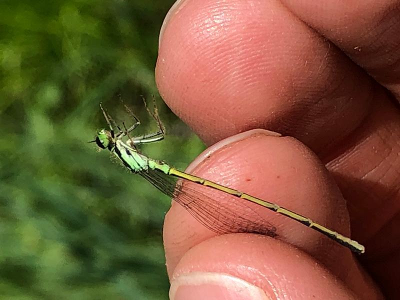 Photo of Fragile Forktail