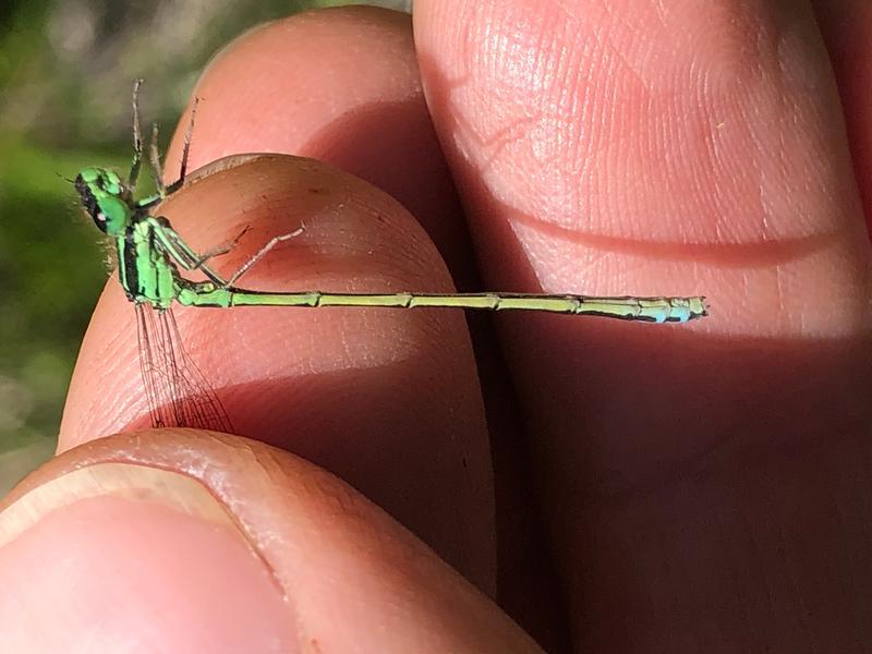 Photo of Eastern Forktail