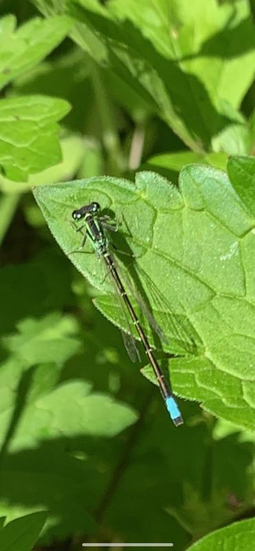 Photo of Eastern Forktail