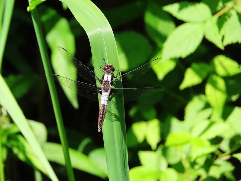 Photo of Chalk-fronted Corporal