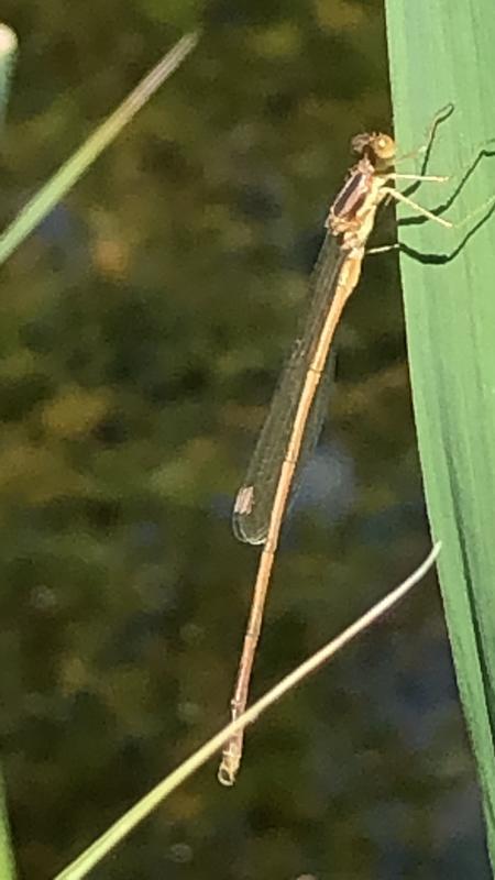 Photo of Slender Spreadwing