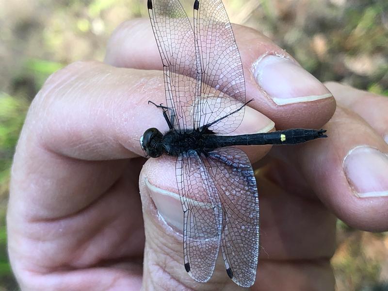 Photo of Dot-tailed Whiteface