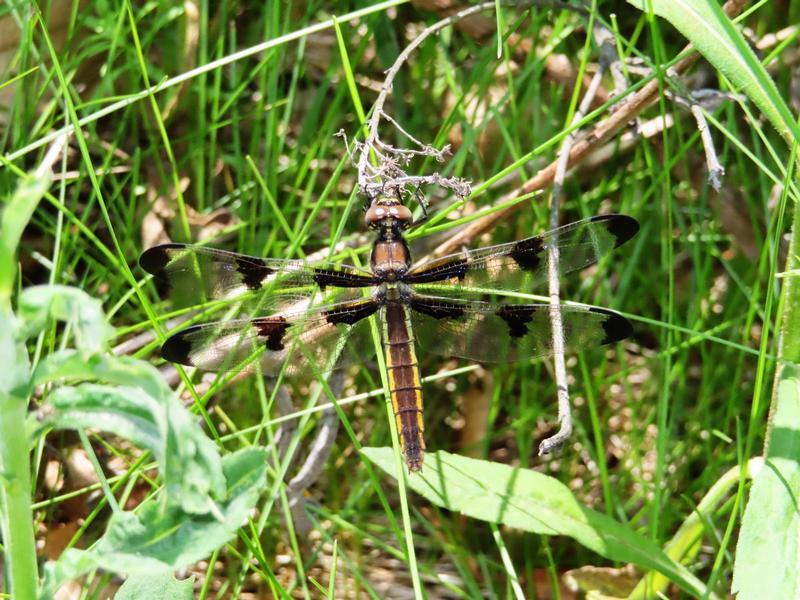 Photo of Twelve-spotted Skimmer