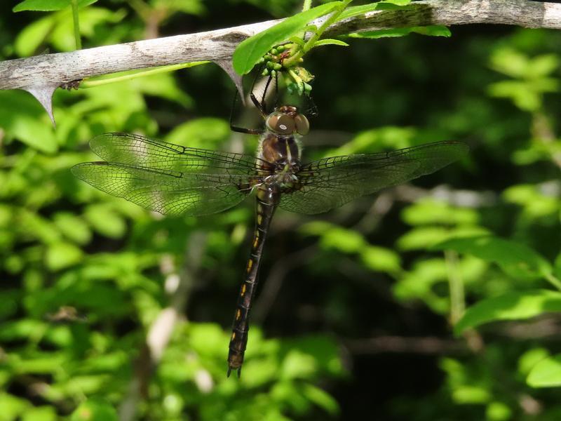 Photo of Stygian Shadowdragon