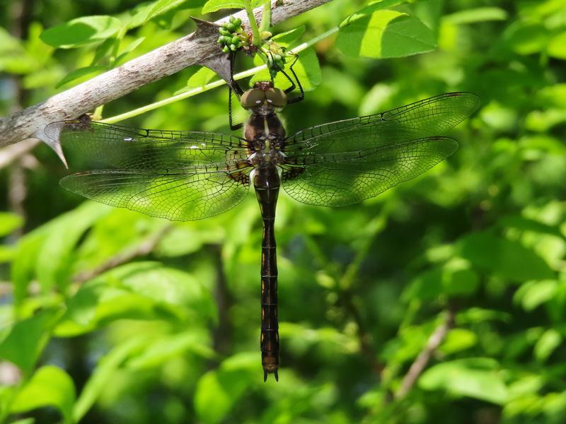 Photo of Stygian Shadowdragon