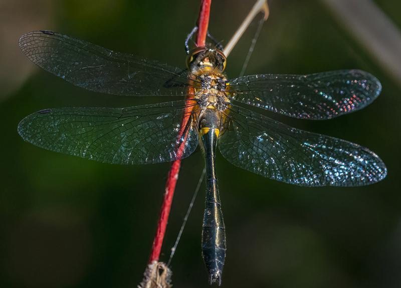 Photo of Racket-tailed Emerald