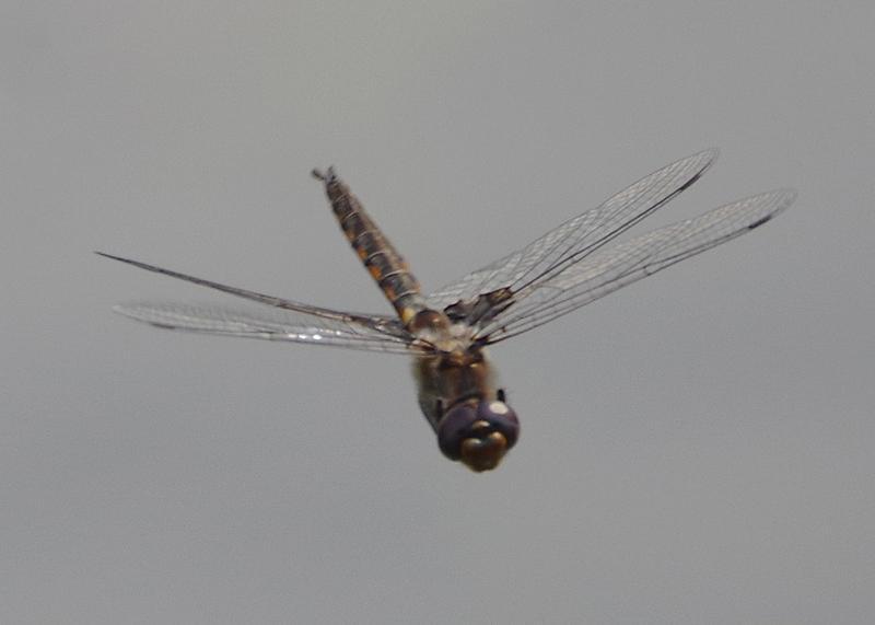 Photo of Common Baskettail