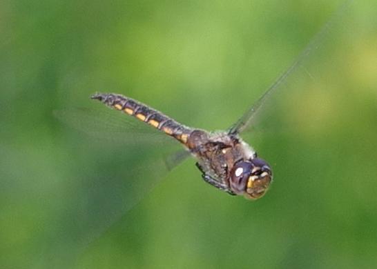 Photo of Common Baskettail