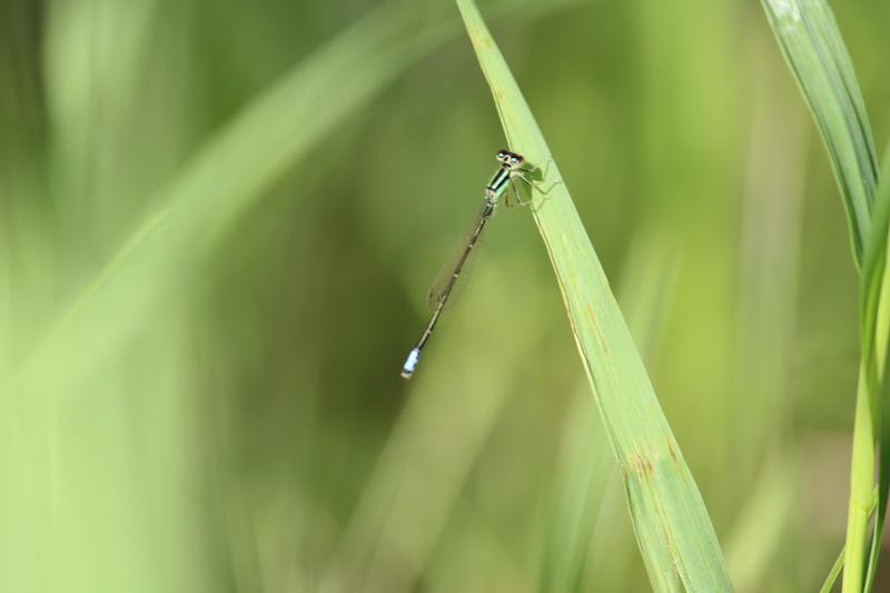 Photo of Eastern Forktail