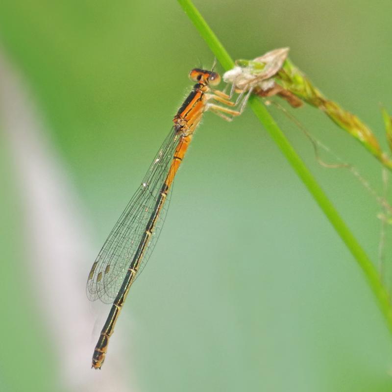 Photo of Eastern Forktail