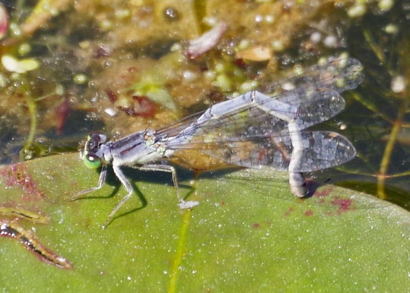Photo of Eastern Forktail