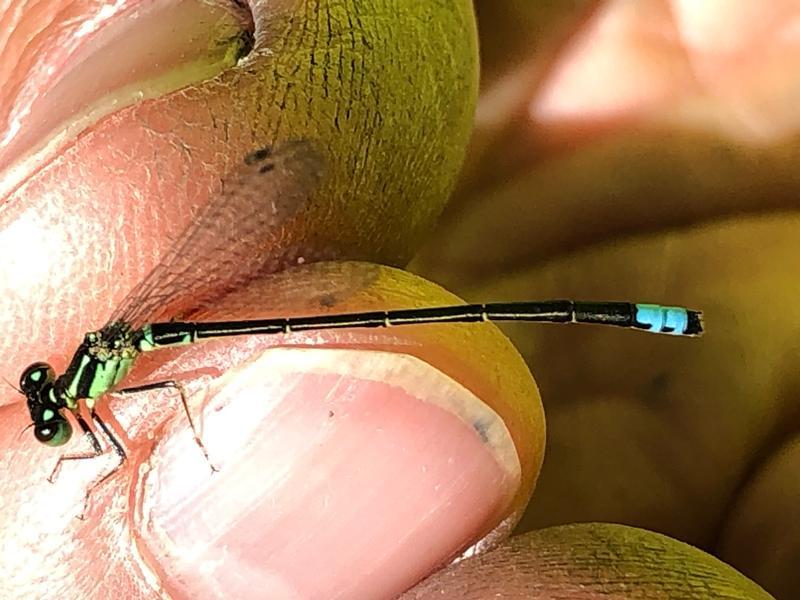 Photo of Eastern Forktail