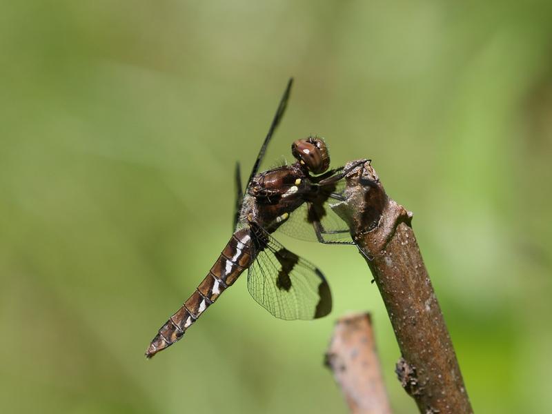 Photo of Common Whitetail