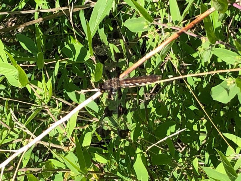 Photo of Common Whitetail