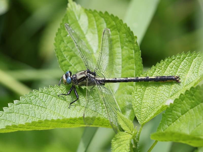 Photo of Horned Clubtail