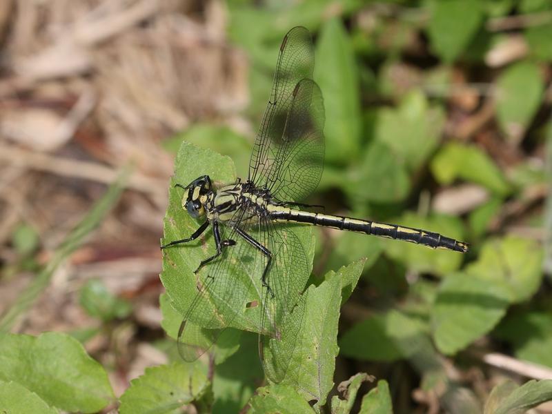 Photo of Horned Clubtail