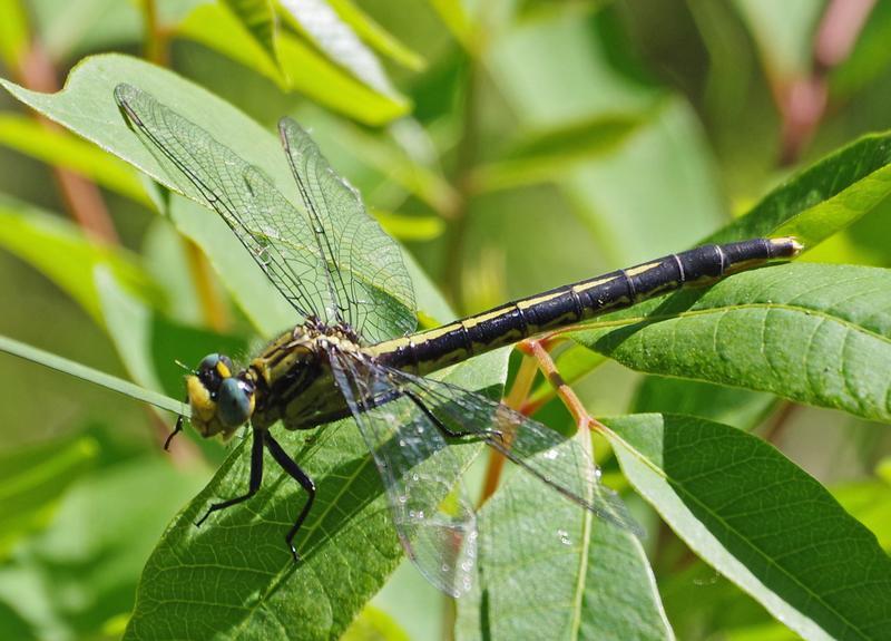 Photo of Lilypad Clubtail