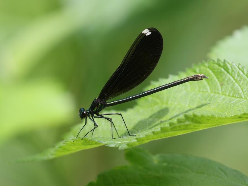 Photo of Ebony Jewelwing