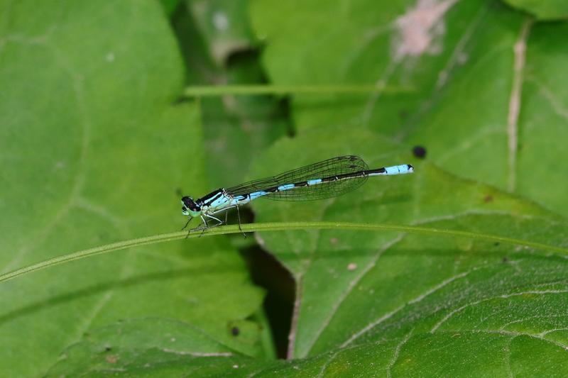 Photo of Taiga Bluet