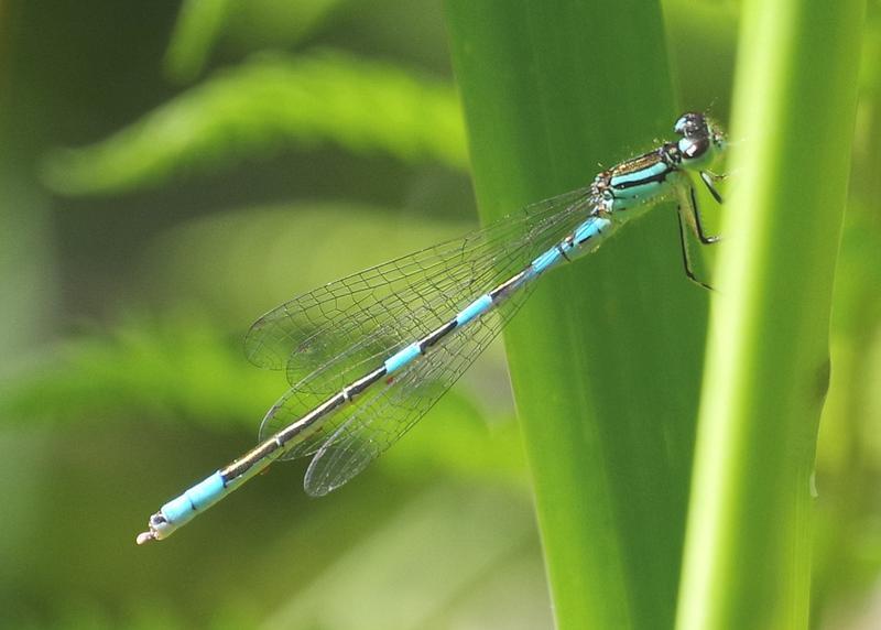 Photo of Taiga Bluet