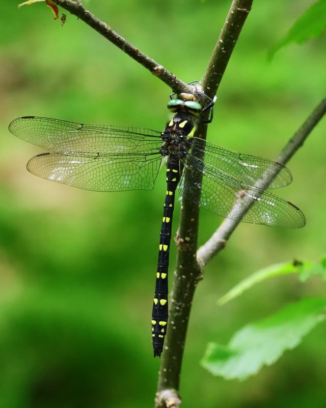 Photo of Twin-spotted Spiketail