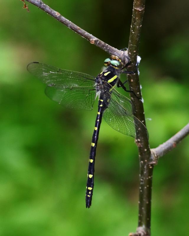 Photo of Twin-spotted Spiketail