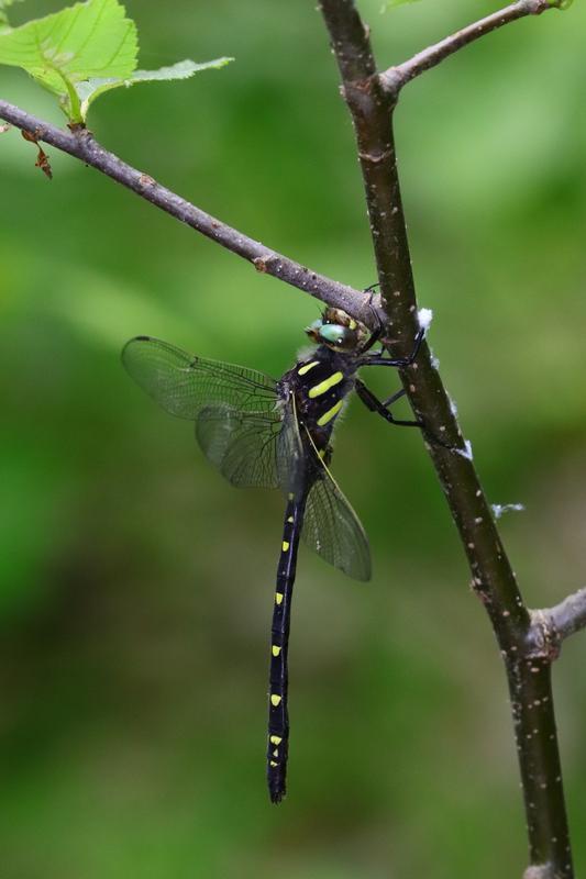 Photo of Twin-spotted Spiketail