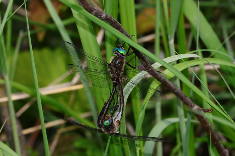 Photo of American Emerald