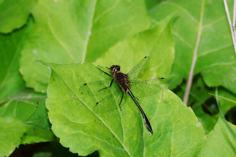 Photo of Racket-tailed Emerald
