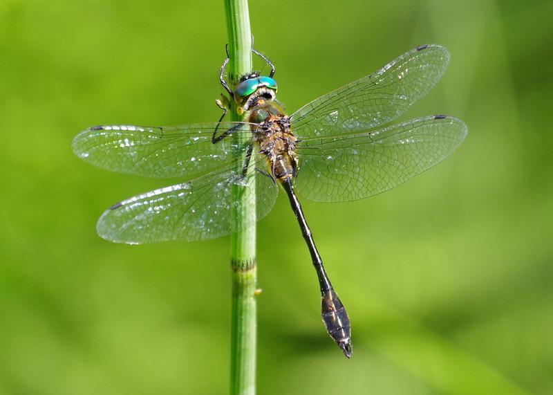 Photo of Racket-tailed Emerald