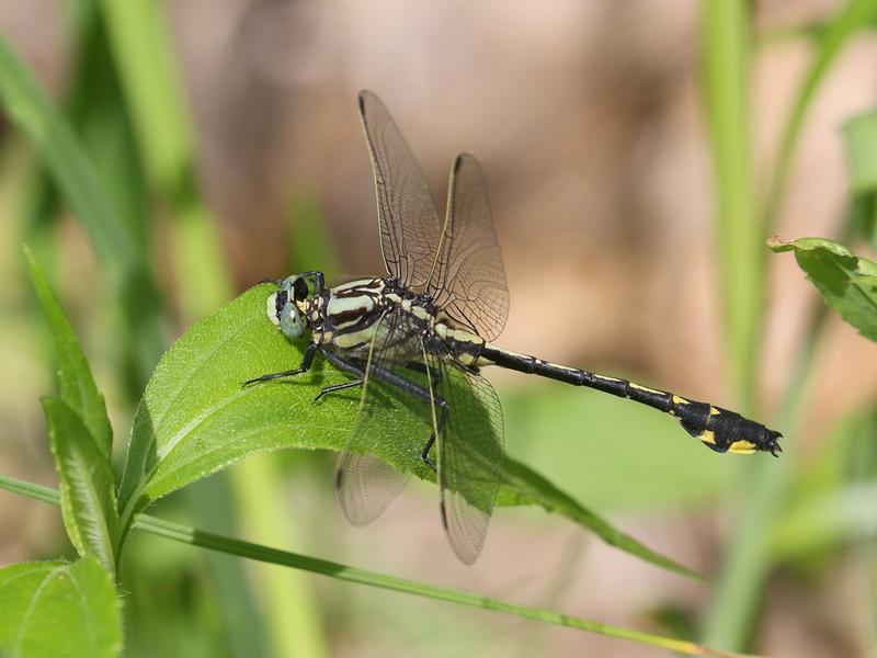 Photo of Midland Clubtail