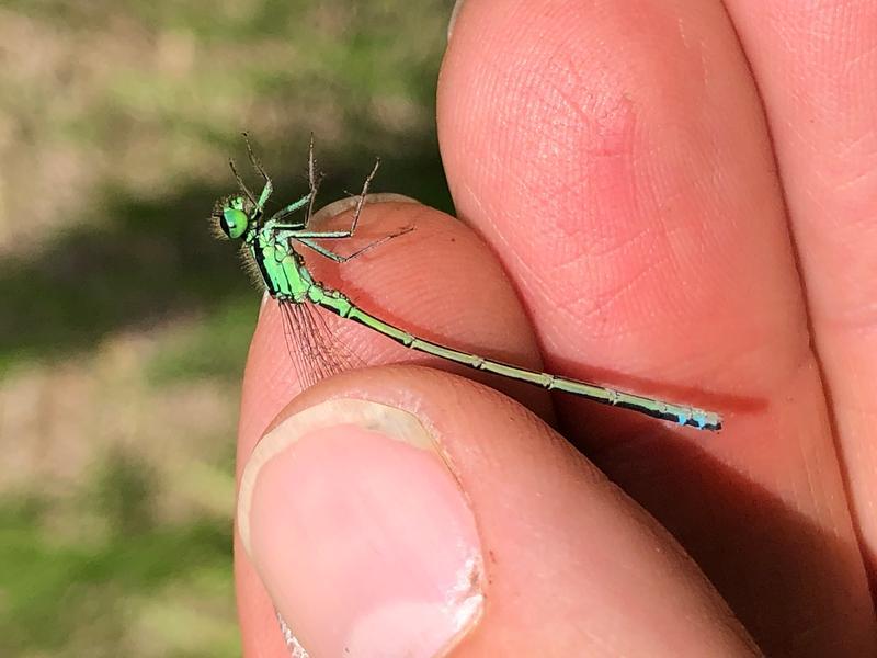 Photo of Eastern Forktail