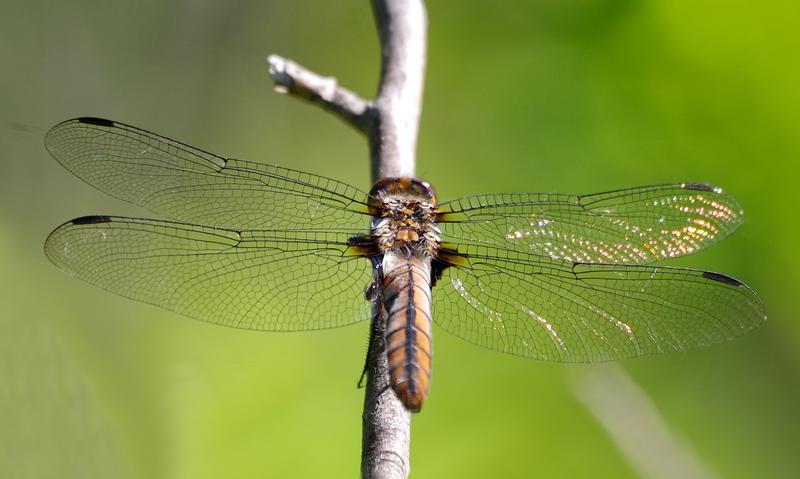 Photo of Chalk-fronted Corporal