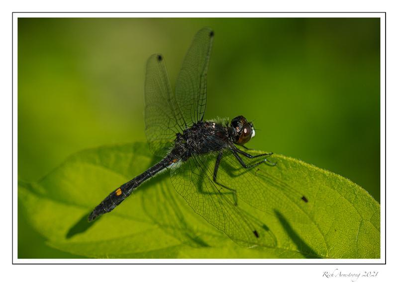 Photo of Dot-tailed Whiteface