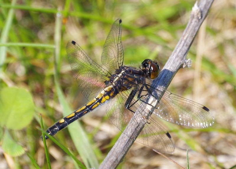Photo of Dot-tailed Whiteface